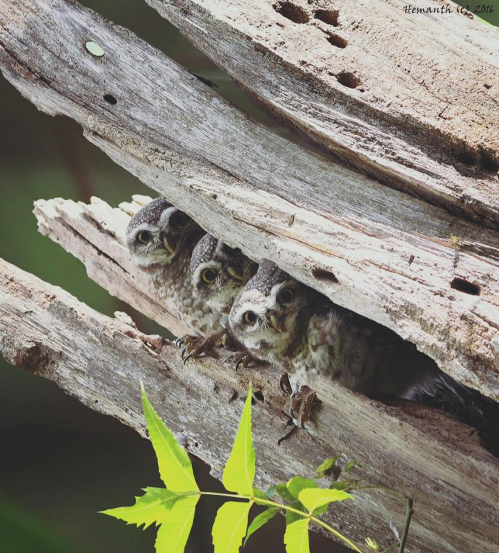 Peeking owlets