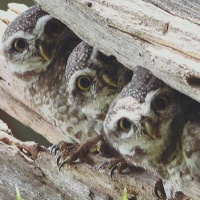 Peeking owlets