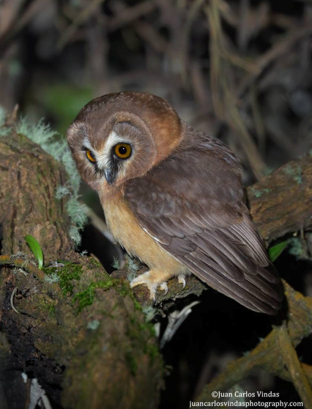 Unspotted Saw-whet Owl