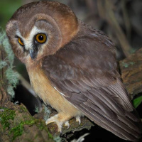 Unspotted Saw-whet Owl