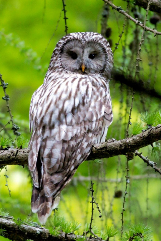 Polish Ural Owl