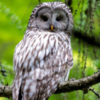 Polish Ural Owl
