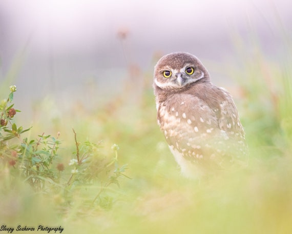 Burrowing Owl Print, Florida Photography