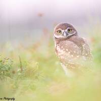 Burrowing Owl Print, Florida Photography