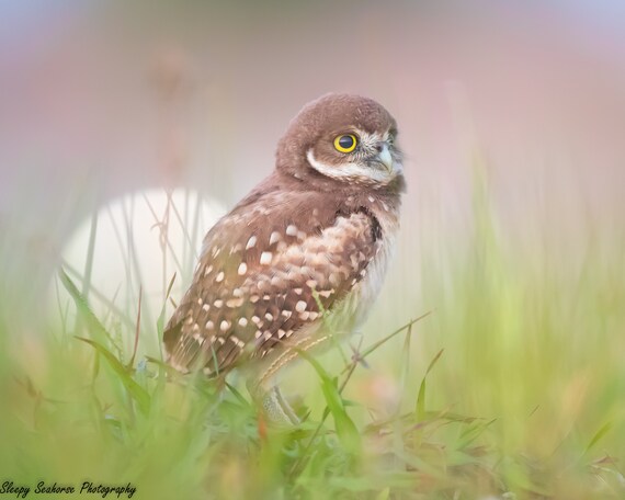 Baby Burrowing Owl Owl Print, Florida Photography