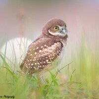 Baby Burrowing Owl Owl Print, Florida Photography