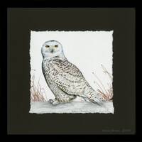 Framed Print: Snowy Owl