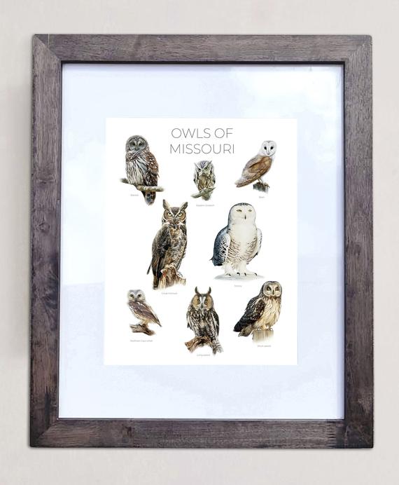 Owls of Missouri- Print of 8 Owl Oil Paintings