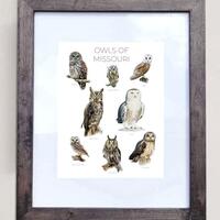 Owls of Missouri- Print of 8 Owl Oil Paintings