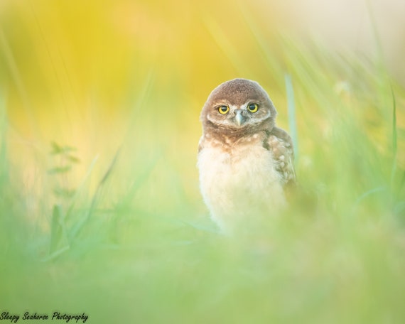 Florida Burrowing Owl Photo Print