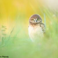 Florida Burrowing Owl Photo Print
