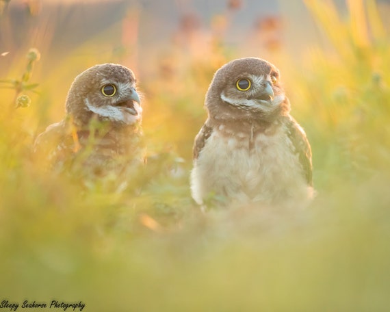 Burrowing Owl Photo Nature Print