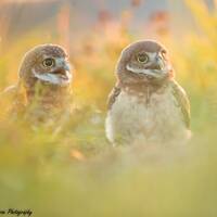 Burrowing Owl Photo Nature Print