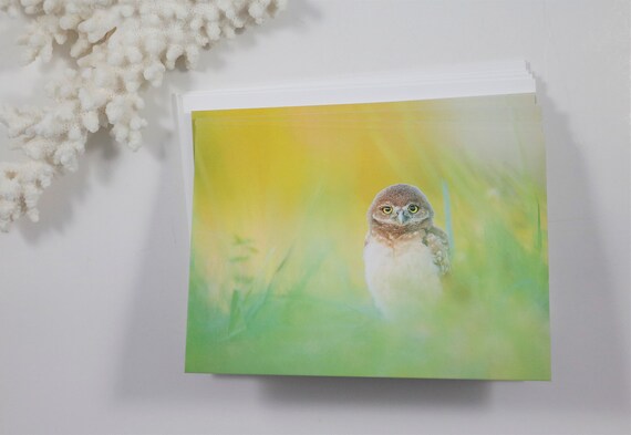 Burrowing Owl Note Cards, Set of 5