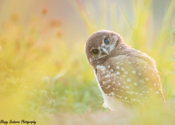 Burrowing Owl Print Florida Photography