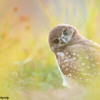 Burrowing Owl Print Florida Photography