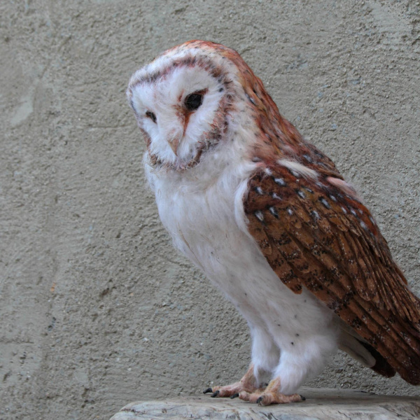 Needle felted  owl. Barn owl. Made to order