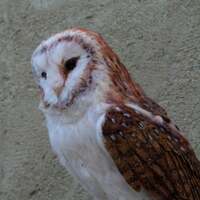 Needle felted  owl. Barn owl. Made to order