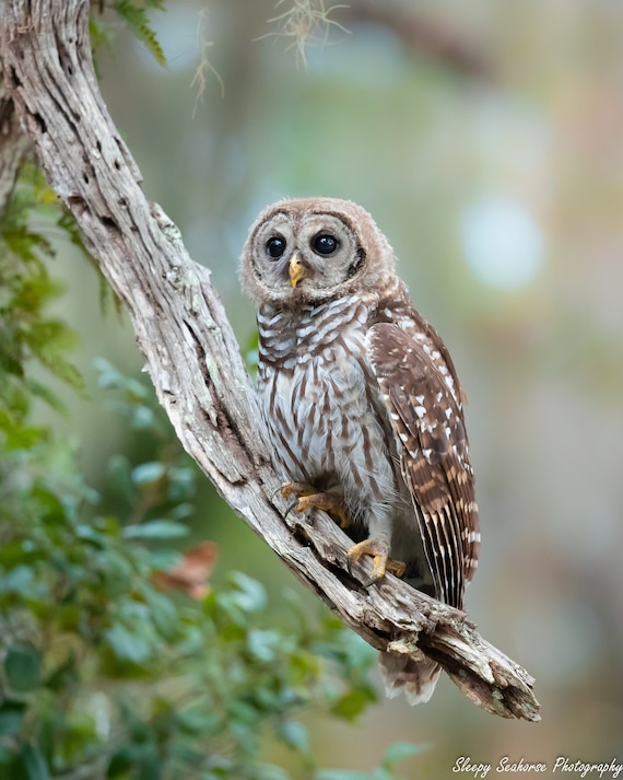 Barred Owl Photo Print