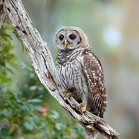 Bird Photography, Barred Owl Print, Florida Photography, Nature Photo, Wall Art, Wildlife Ph...