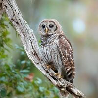 Barred Owl Photo Print