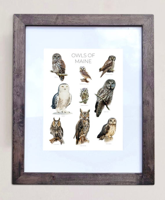 Owls of Maine- Print of 9 Owl Oil Paintings