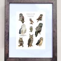 Owls of Maine- Print of 9 Owl Oil Paintings