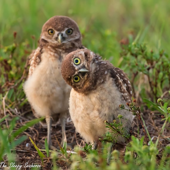 Burrowing Owls Print, Florida Nature Photography