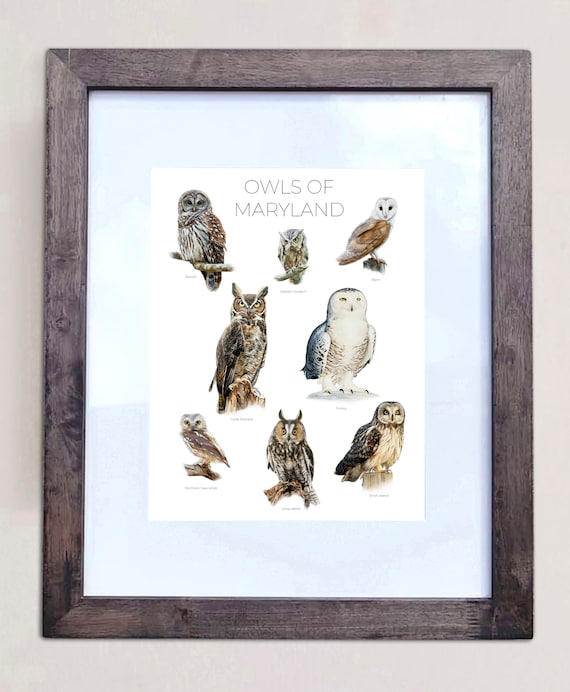 Owls of Maryland- Print of 8 Owl Oil Paintings