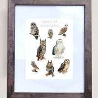 Owls of Maryland- Print of 8 Owl Oil Paintings