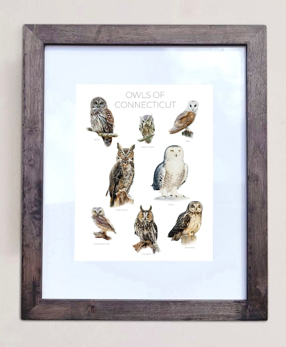 Owls of Connecticut- Print of 8 Owl Oil Paintings
