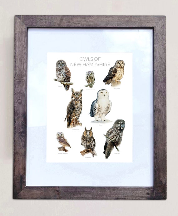 Owls of New Hampshire- Print of 8 Owl Oil Paintings