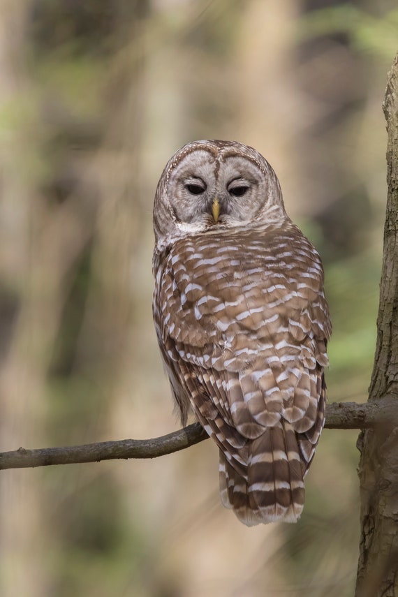 Barred Owl in Quiet Forest - Massachusetts - Bird Photo Print -  - Free Shipping