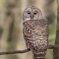 Barred Owl in Quiet Forest - Massachusetts - Bird Photo Print -  - Free Shipping
