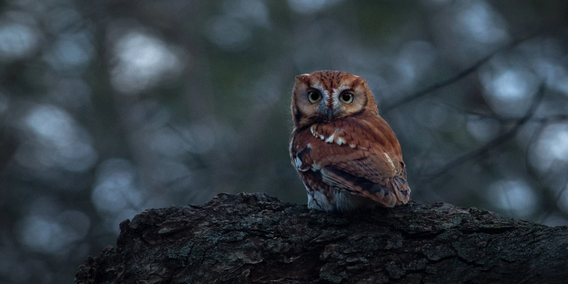 Eastern Screech Owl - Newton, Massachusetts - Bird Photo Print - Free Shipping