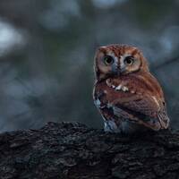 Eastern Screech Owl - Newton, Massachusetts - Bird Photo Print...