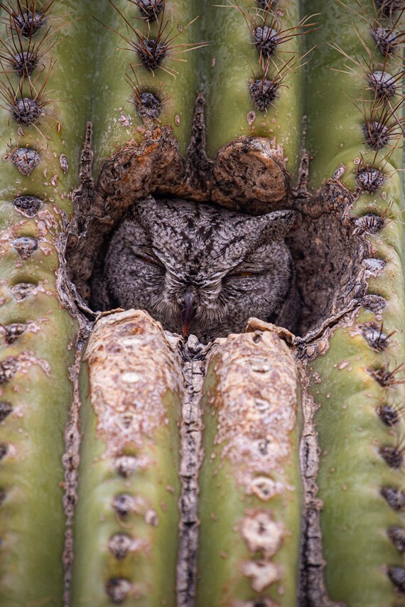 Western Screech Owl