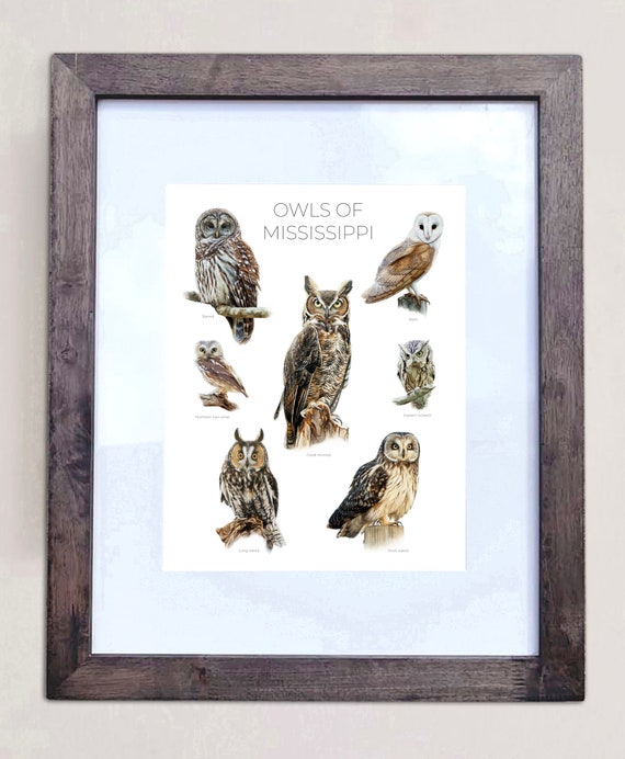 Owls of Mississippi- Print of 7 Owl Oil Paintings