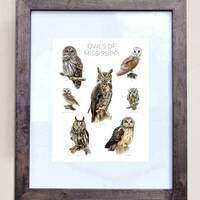 Owls of Mississippi- Print of 7 Owl Oil Paintings