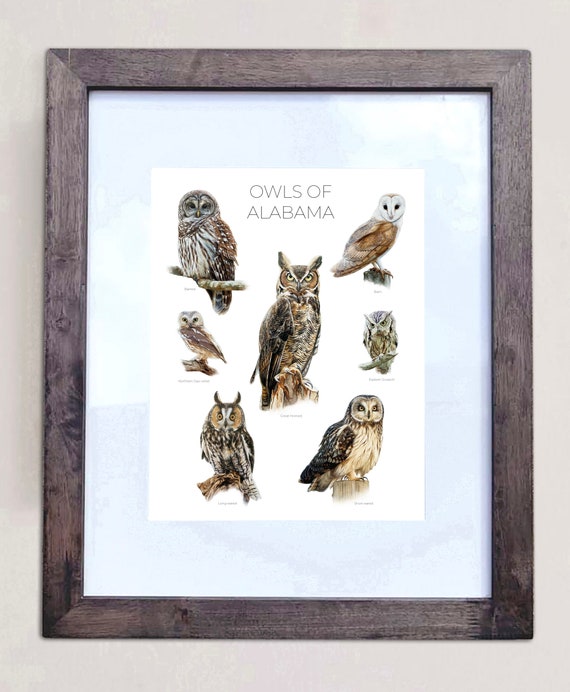 Owls of Alabama- Print of 7 Owl Oil Paintings