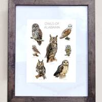 Owls of Alabama- Print of 7 Owl Oil Paintings
