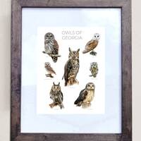 Owls of Georgia- Print of 7 Owl Oil Paintings