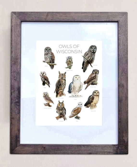 Owls of Wisconsin- Print of 11 Owl Oil Paintings
