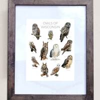 Owls of Wisconsin- Print of 11 Owl Oil Paintings