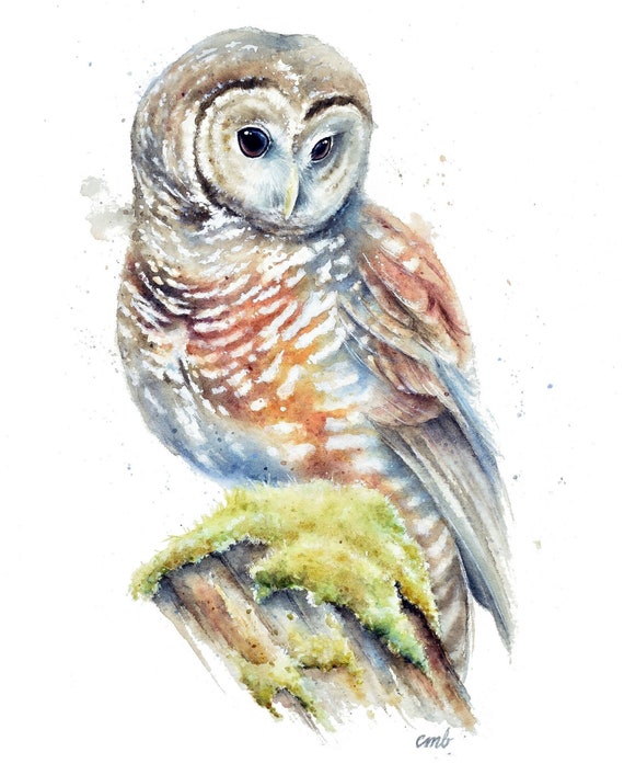 Northern Spotted Owl Watercolor Painting Print