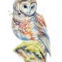 Northern Spotted Owl Watercolor Painting Print