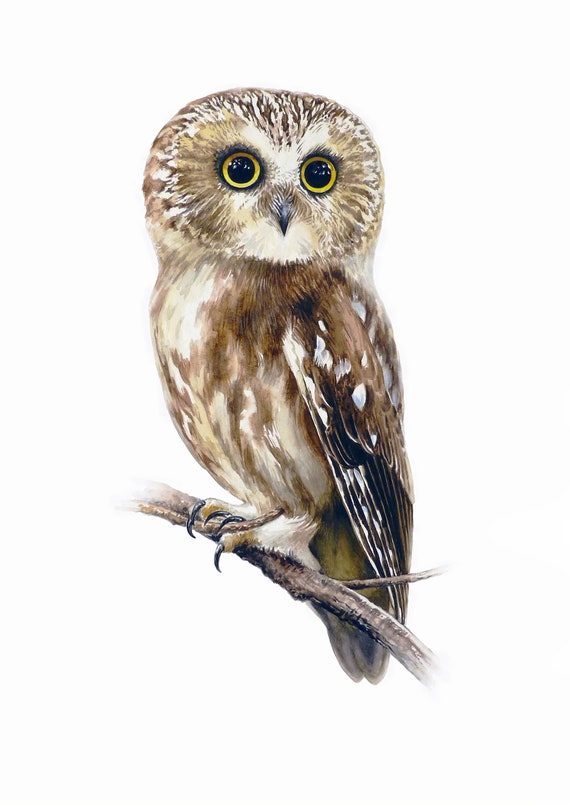 Northern Saw-whet Owl Watercolor Painting Print