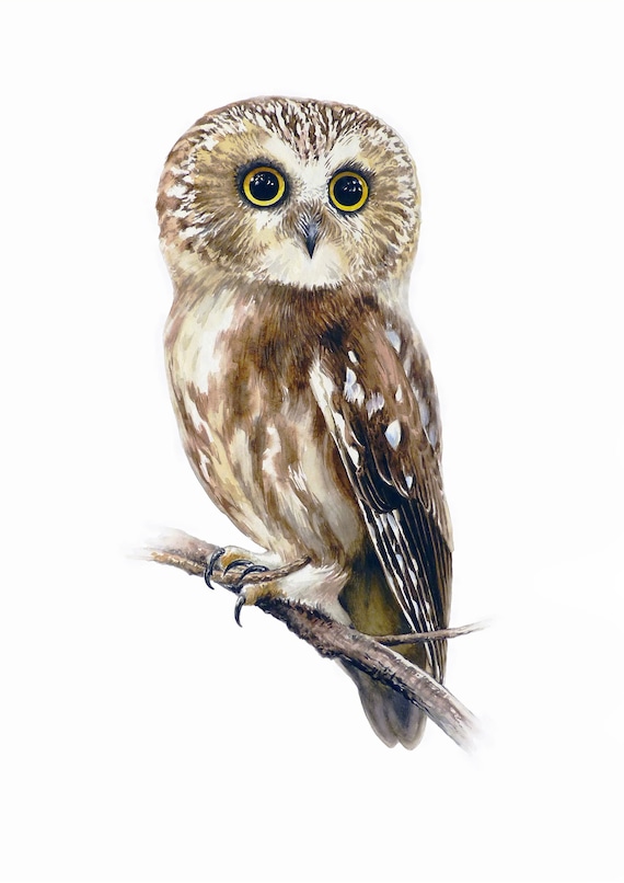 Saw-whet Owl Painting, Watercolor Painting Birds, Fine Art Print, Nature Art,  Bird Watchers Gift, Bird Wall Art