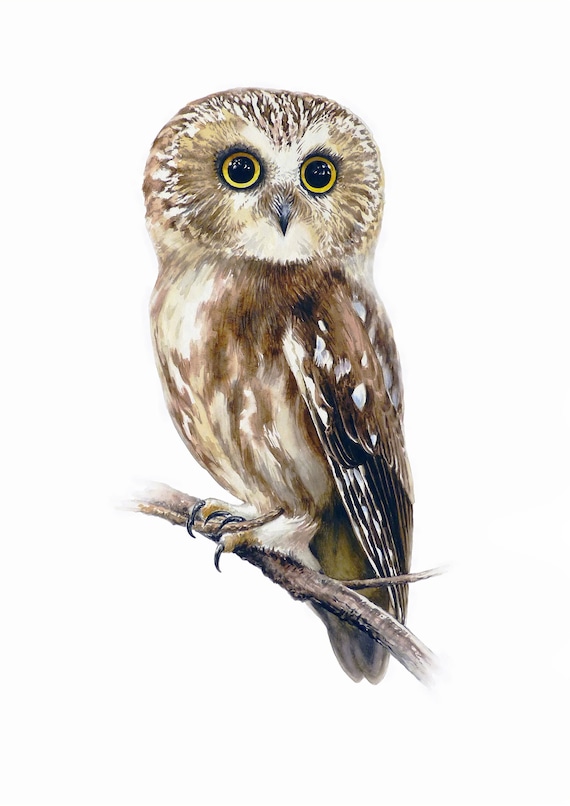 Northern Saw-whet Owl Watercolor Painting Print