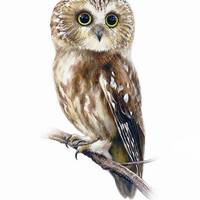 Northern Saw-whet Owl Watercolor Painting Print